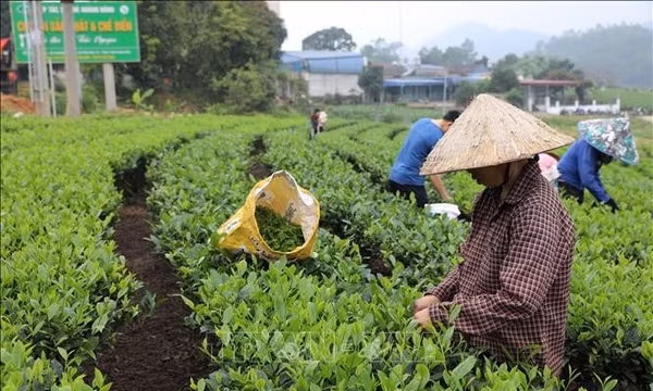 Thực hiện hiệu quả các chính sách cho vùng đồng bào dân tộc thiểu số và miền núi