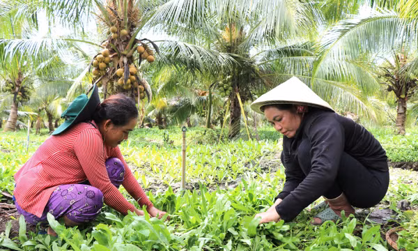 Kinh tế tập thể tạo trụ đỡ cho nông nghiệp xanh