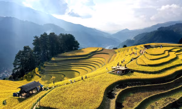 Mùa vàng rực rỡ ở Mù Cang Chải