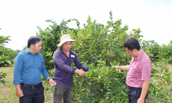 Liên kết trồng chanh không hạt, nông dân lãi nửa tỷ đồng mỗi ha