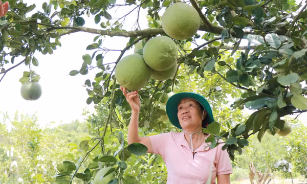 Ứng dụng '4 đúng' giúp nông dân tăng năng suất, giảm chi phí
