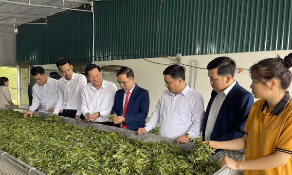 Thái Nguyên: Trao quyết định công nhận Làng nghề Chè Shan Tuyết