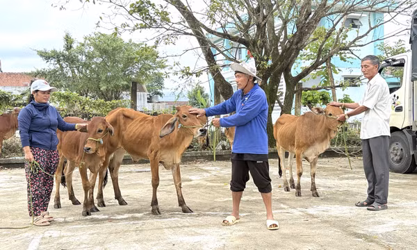 Đắk Lắk hỗ trợ người dân khôi phục sản xuất sau thiên tai