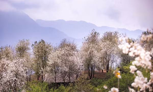 Ngỡ ngàng mùa hoa sơn tra nở trắng bản Nậm Nghiệp