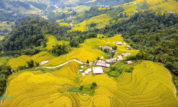 Rực rỡ mùa lúa chín dưới chân Tây Côn Lĩnh 
