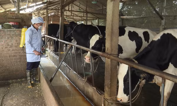 Chăn nuôi an toàn sinh theo chuỗi giúp phòng, chống dịch tả lợn châu Phi