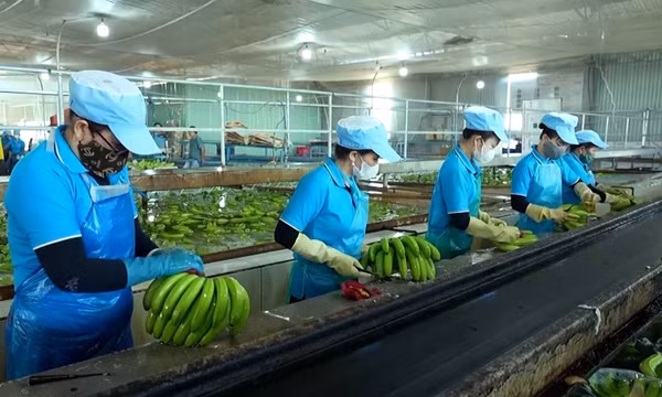 Gia Lai chấn chỉnh tình trạng mua bán, gian lận mã số vùng trồng