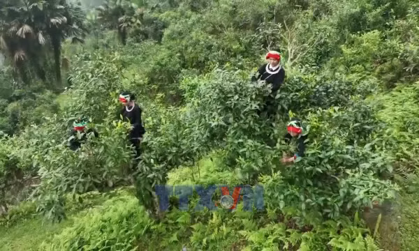 Vụ chè xuân tạo động lực phát triển kinh tế dưới chân dãy Tây Côn Lĩnh