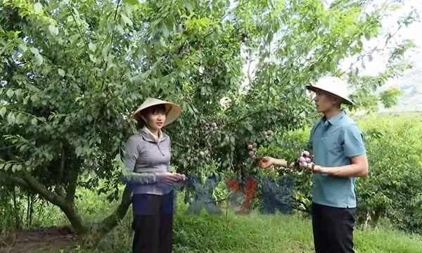 Vùng Mận hậu Sơn La xây dựng thương hiệu nông sản, tạo sinh kế bền vững
