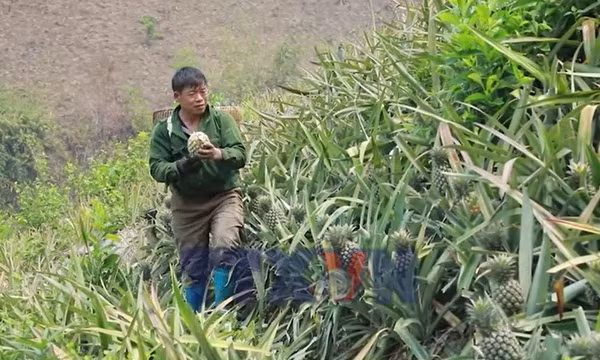 Mùa thu hoạch dứa ở Na Sang