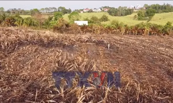 Nắng nóng làm cháy hàng trăm hecta mía của nông dân
