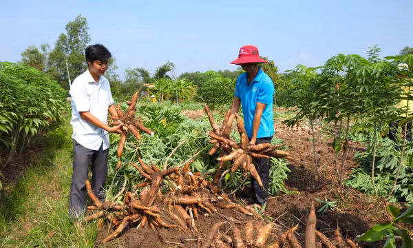 Mô hình liên kết '4 nhà': Bước ngoặt để ngành sắn phát triển bền vững