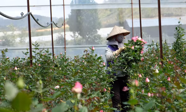 Đồng bào K’Ho thoát nghèo nhờ trồng hoa hồng công nghệ cao