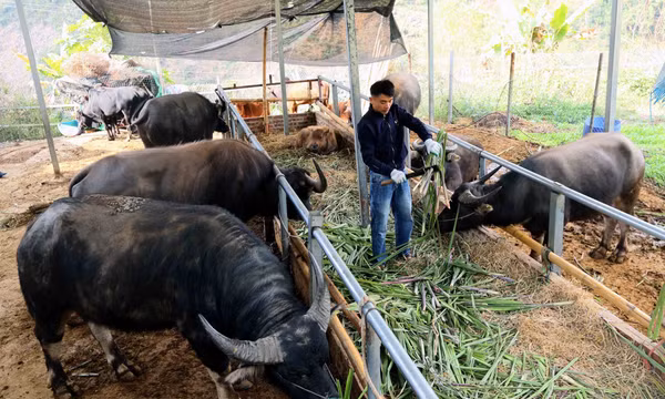 Nông dân Sơn La phòng, chống đói rét cho vật nuôi, cây trồng