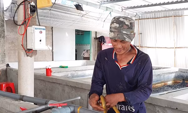 Nuôi lươn trong hồ xi măng giúp nông dân thu tiền tỷ