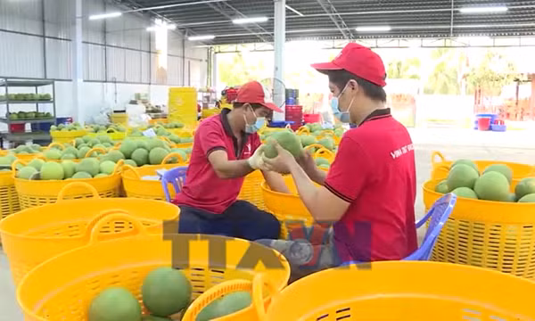 Vĩnh Long: Đảm bảo vùng nguyên liệu bưởi da xanh xuất khẩu