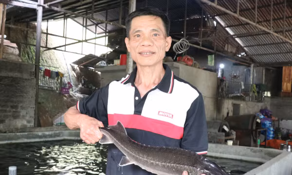 Đồng bào Dao dưới chân dãy Tây Côn Lĩnh vươn lên thoát nghèo