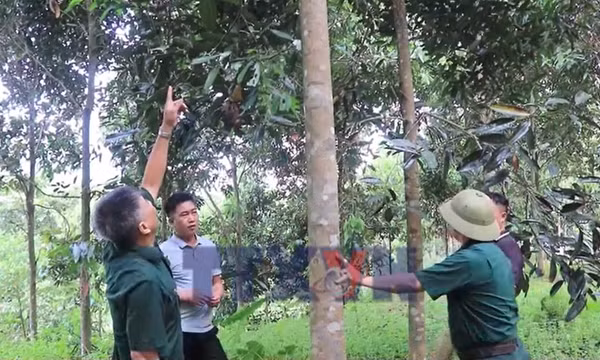 Những thương binh vượt khó làm kinh tế giỏi ở vùng cao Hưng Khánh