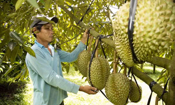 Tăng chất để sầu riêng giữ vững thị trường xuất khẩu