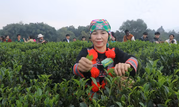 Phát triển chuỗi giá trị chè Thái Nguyên
