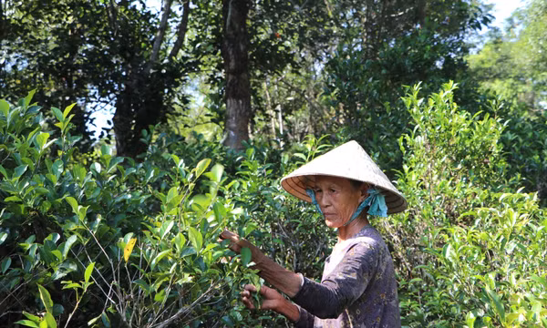 Giữ hương chè cổ Lộc Thanh