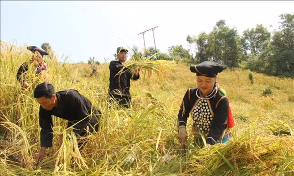 Phê duyệt Chương trình mục tiêu quốc gia xây dựng nông thôn mới vùng dân tộc miền núi giai đoạn I từ năm 2026 – 2030