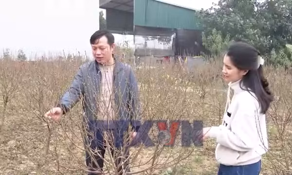 Làng hoa đào Nhà Nít rộn ràng vào vụ Tết Bính Ngọ