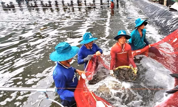 Mở rộng liên kết chuỗi, gia tăng giá trị ngành hàng chủ lực ở Cà Mau