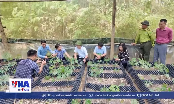 Sâm dưới tán rừng - hành trình tìm sinh kế mới
