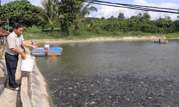 Cựu chiến binh thành công từ mô hình kinh tế tổng hợp