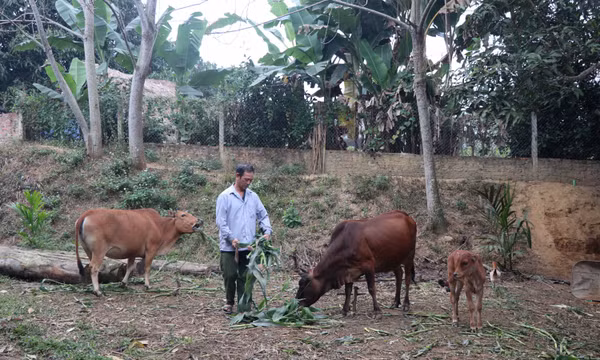 Tạo sinh kế bền vững giúp đồng bào vùng cao thoát nghèo