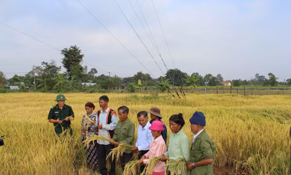 Gieo những mùa vàng no ấm nơi biên cương của Tổ quốc