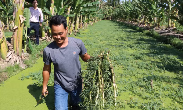 Nguồn vốn ưu đãi tiếp sức nông dân phát triển mô hình hiệu quả