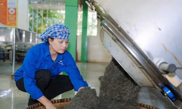 Nâng tầm trà La Bằng theo tư duy kinh tế nông nghiệp hiện đại