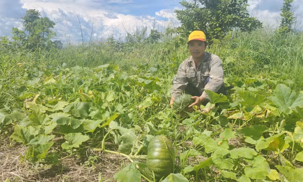 Nỗi lo của nông dân trồng bí đỏ vùng biên