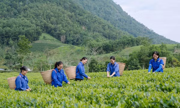 Thái Nguyên tăng tốc đưa chè thành 'cây trồng tỷ USD'