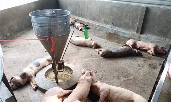 Kiểm soát dịch dịch tả lợn châu Phi, từng bước tái đàn