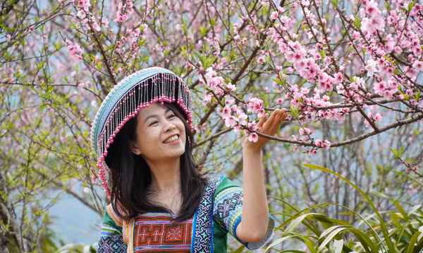 Hoa đào bung nở trên bản du lịch cộng đồng Sin Suối Hồ