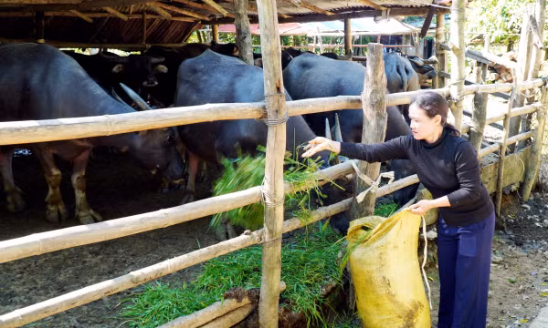 'Trợ lực' để đồng bào dân tộc thiểu số vươn lên thoát nghèo