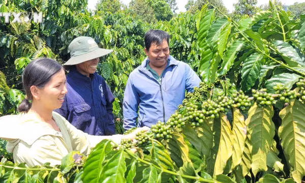 Chuẩn hóa vùng trồng, tạo đà nâng giá trị nông sản Gia Lai