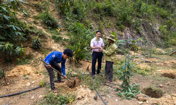 Đồng bào Cơ Tu phát triển kinh tế dưới tán rừng