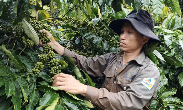 Khai thác lợi thế đất đỏ bazan, nâng tầm nông nghiệp phía Tây Lâm Đồng
