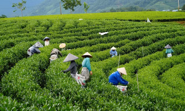 Sức sống mới trên quê hương cách mạng La Bằng