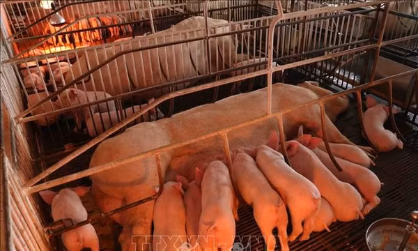 Cao Bằng: Tập trung xử lý dứt điểm dịch tả lợn châu Phi