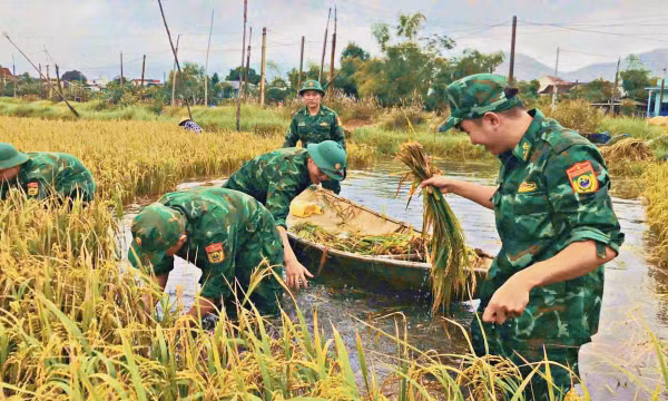 Bộ đội Biên phòng giúp dân gặt lúa chạy lũ