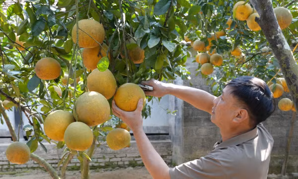 Ngọt ngào vị bưởi vùng cao Tràng Xá