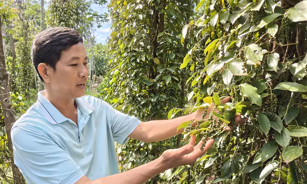 Nhà nông xây dựng thương hiệu hồ tiêu sạch hữu cơ