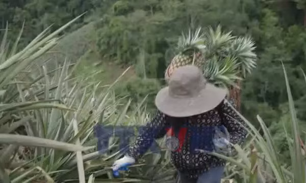 Nâng tầm nông sản Điện Biên từ bảo hộ nhãn hiệu