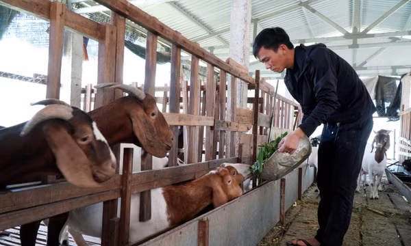 Mở lối làm giàu từ hộ nông dân đến chi hội nghề nghiệp