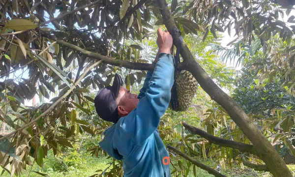 Đắk Lắk siết chặt quản lý hoạt động mua, bán sầu riêng